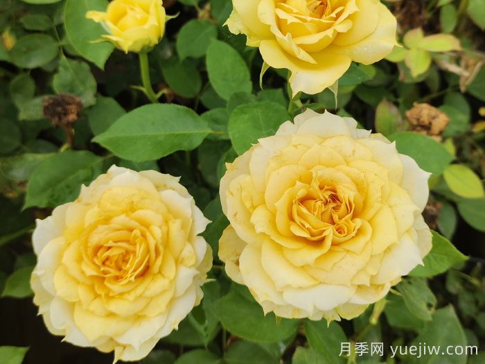 分享50款經典的切花月季品種(圖2)