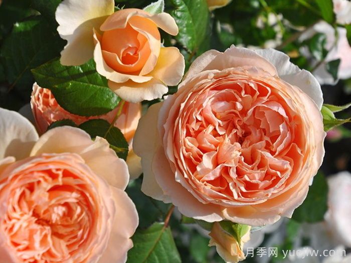 分享50款經典的切花月季品種(圖3)