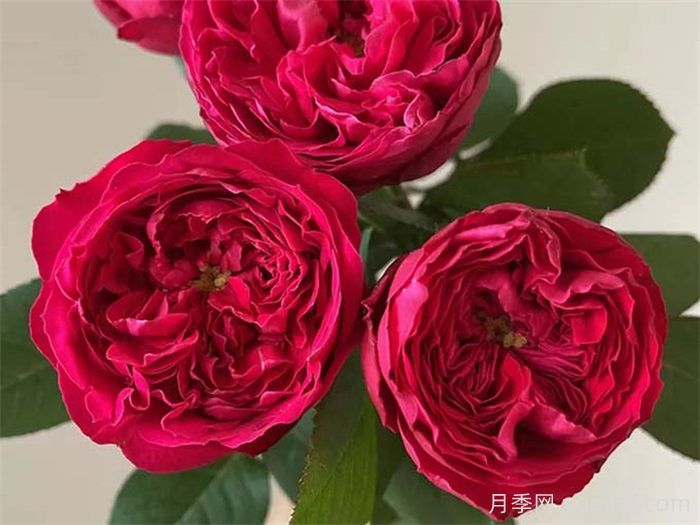 分享50款經典的切花月季品種(圖4)