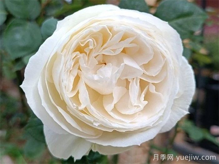 分享50款經典的切花月季品種(圖5)