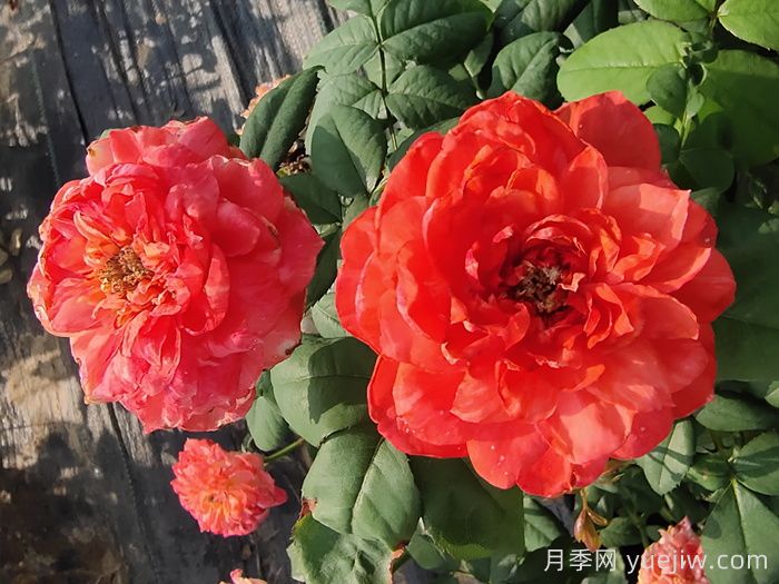 分享50款經典的切花月季品種(圖6)