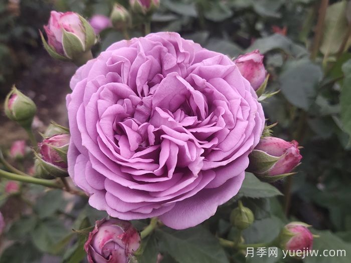 分享50款經典的切花月季品種(圖8)