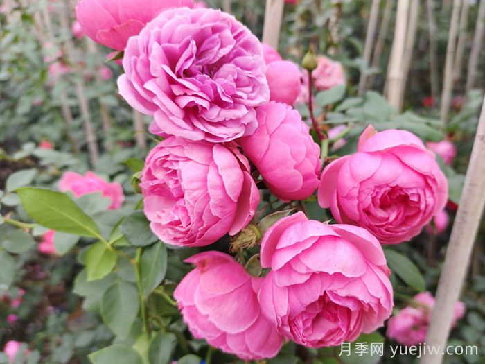 分享50款經典的切花月季品種(圖9)