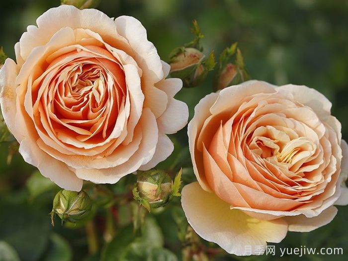 丹陶百香果月季介紹，有美妙香氣的切花月季(圖1)
