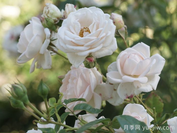 瑪婷吉洛月季(圖1)