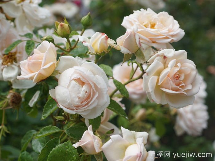 瑪婷吉洛月季(圖4)