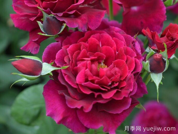 紅丘月季/天家胭脂月季(圖1)