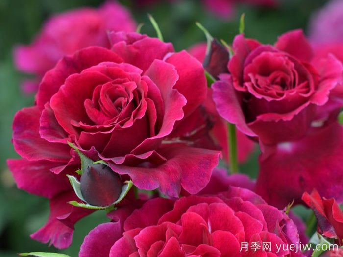 紅丘月季/天家胭脂月季(圖2)