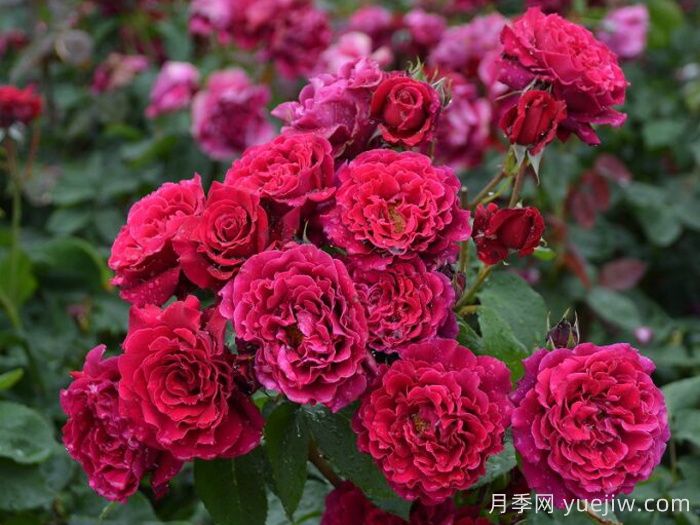 紅丘月季/天家胭脂月季(圖3)