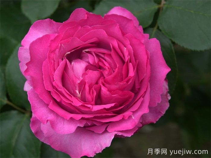 40個伊芙月季系列品種匯總(圖1)