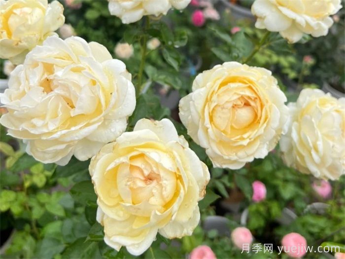 40個伊芙月季系列品種匯總(圖2)