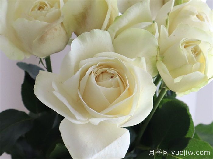 40個伊芙月季系列品種匯總(圖3)