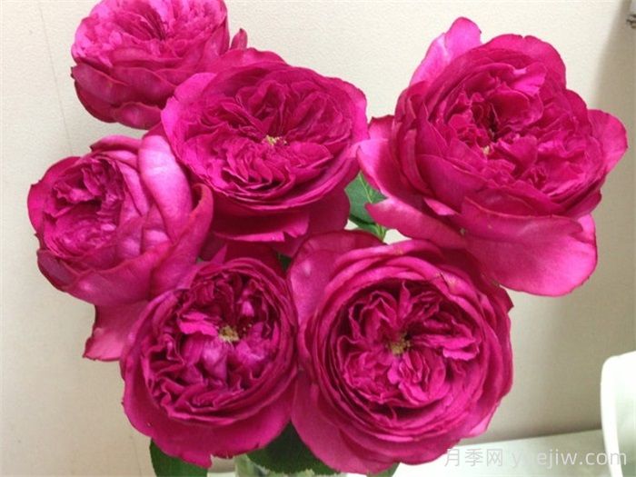 40個伊芙月季系列品種匯總(圖4)