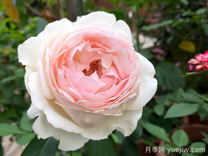 40個伊芙月季系列品種匯總(圖5)
