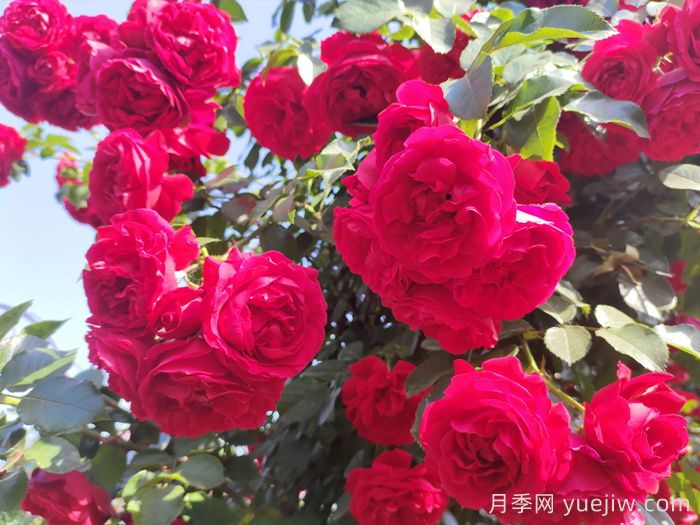 ?重新了解月季，月季的習(xí)性、養(yǎng)花、時(shí)間(圖1)