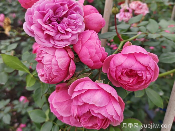 ?重新了解月季，月季的習(xí)性、養(yǎng)花、時(shí)間(圖2)