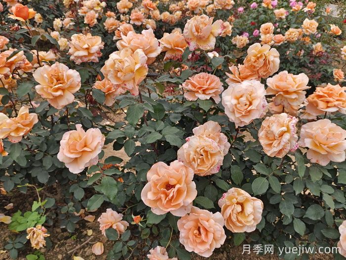 春季月季如何施肥？施肥時間和施肥方法     (圖3)