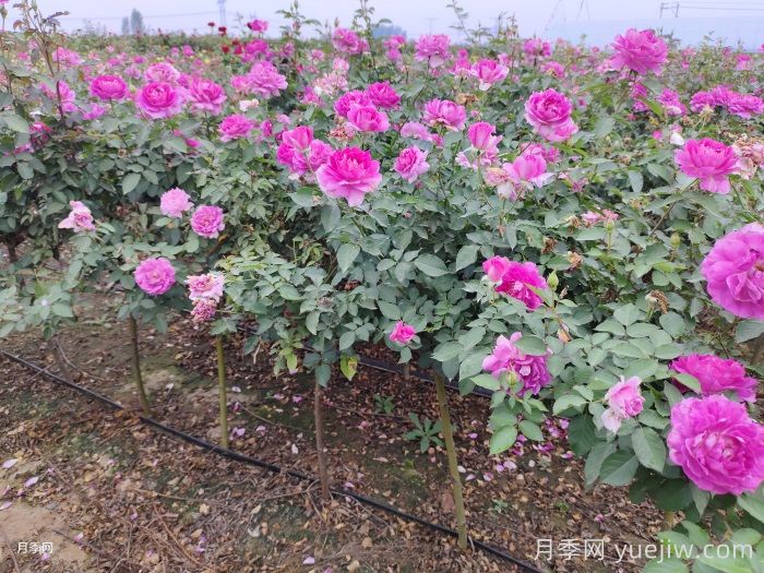 月季黑斑病的特征和防治方案(圖2)