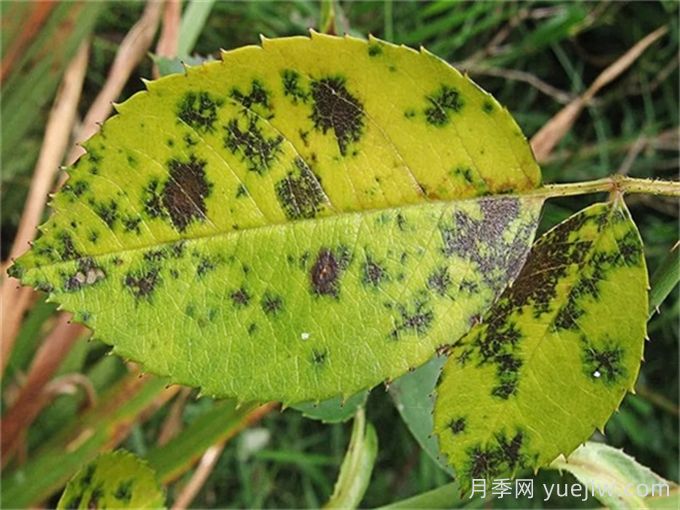 月季黑斑病的特征和防治方案(圖1)