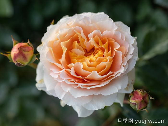 追求月季新品種問題多，注意不要跳進(jìn)月季坑     (圖2)