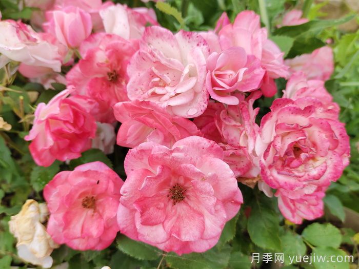 超級(jí)耐寒的5個(gè)月季品種，0度以上就能開(kāi)花(圖4)