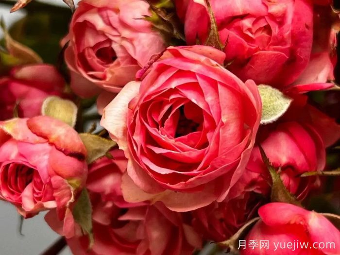 超級(jí)耐寒的5個(gè)月季品種，0度以上就能開(kāi)花(圖1)