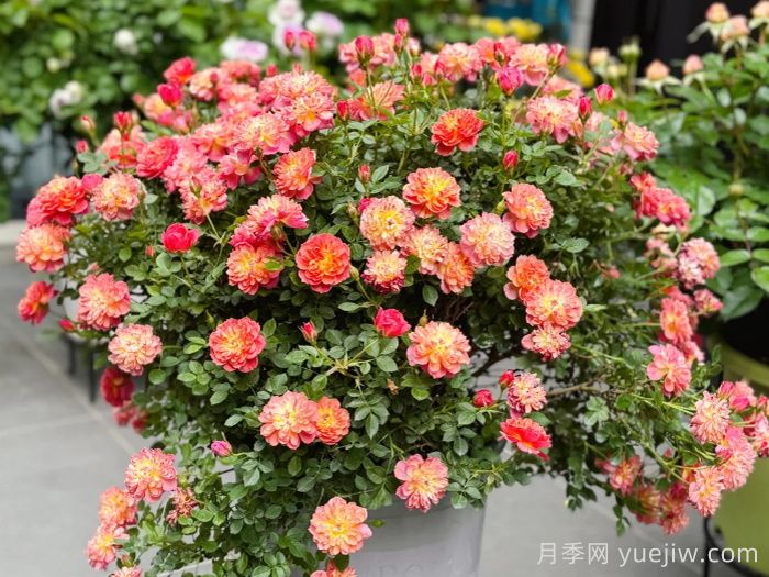 躲躲藏藏月季，多色微月盆栽，小巧可愛易爆盆(圖1)
