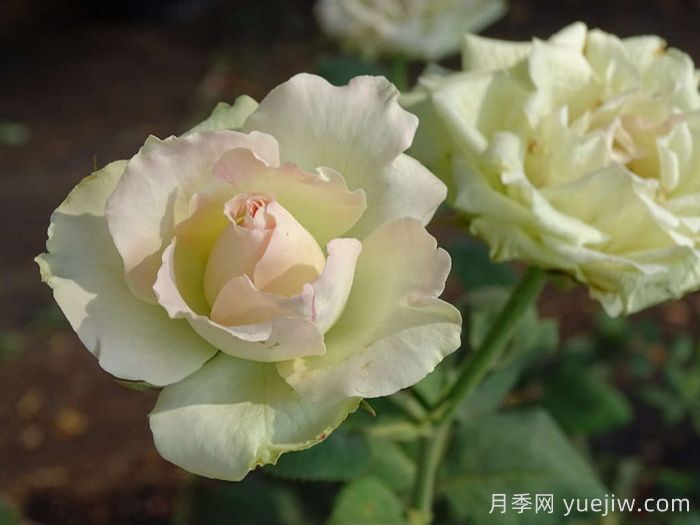 薄荷朱利普月季(圖2)