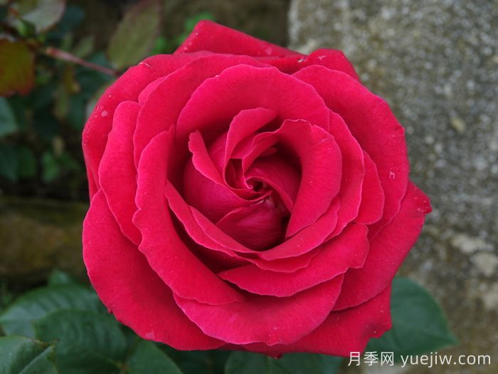 愛的魔力月季/貝佐伯/愛的咒語(圖2)