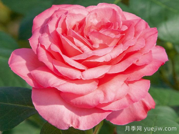 粉紅豹月季/粉豹月季(圖1)