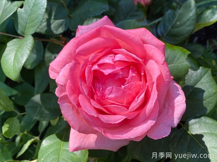 粉紅豹月季/粉豹月季(圖2)