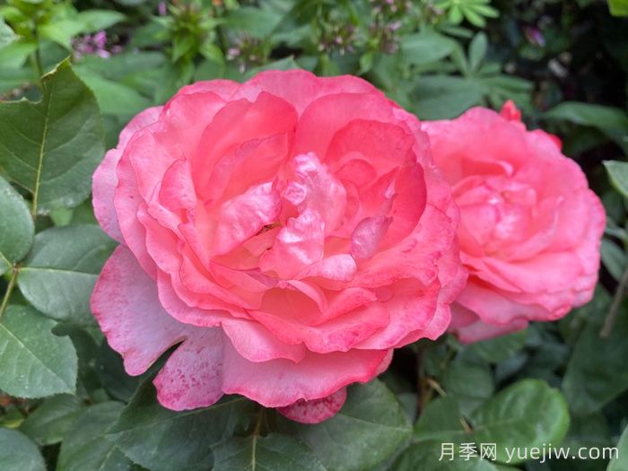 粉紅豹月季/粉豹月季(圖4)