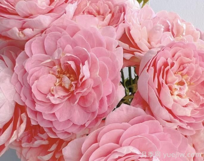 蜜桃果汁陽臺(tái)月季介紹(圖1)