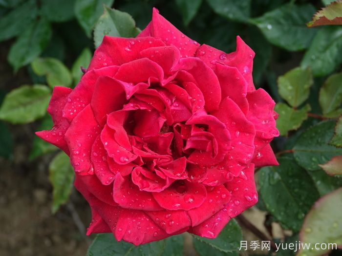 天鵝絨香水月季/絲絨香水(圖2)