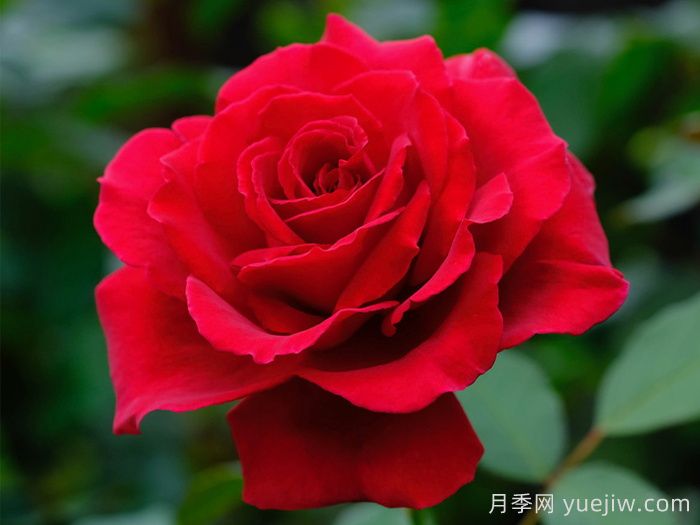 天鵝絨香水月季/絲絨香水(圖1)