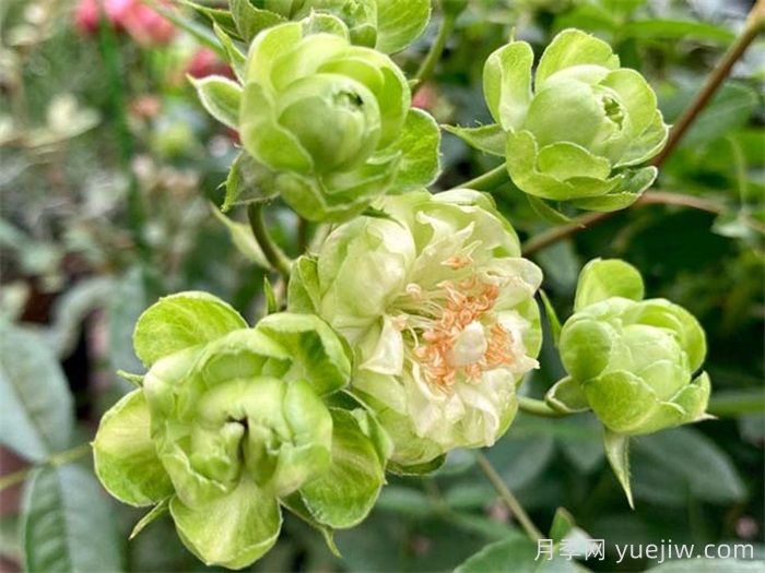 閃電月季，超級(jí)勤花的綠花微月(圖1)