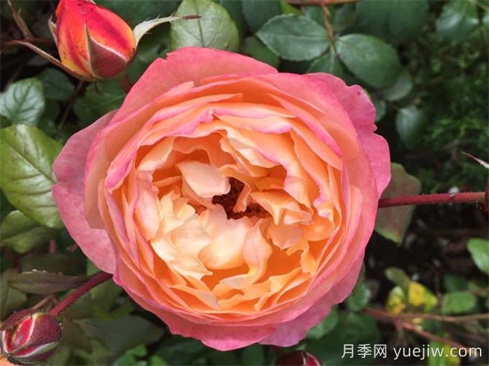 艾瑪漢密爾頓夫人月季，香氣迷人，顏值出彩    (圖1)