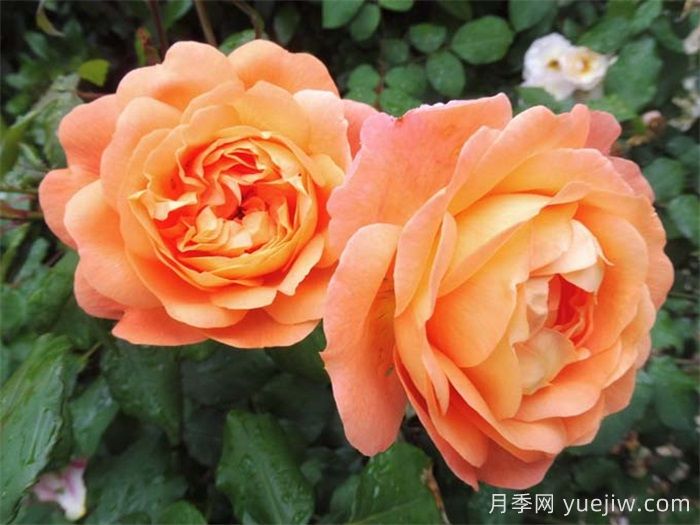 艾瑪漢密爾頓夫人月季，香氣迷人，顏值出彩    (圖2)