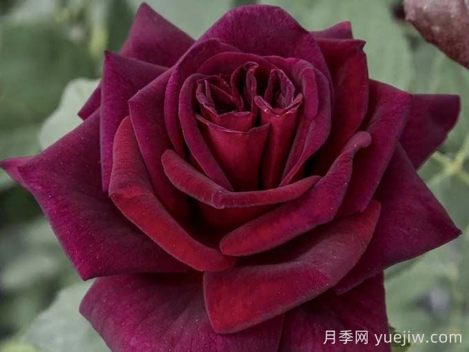 切花暗香月季，濃香版黑巴克(圖1)