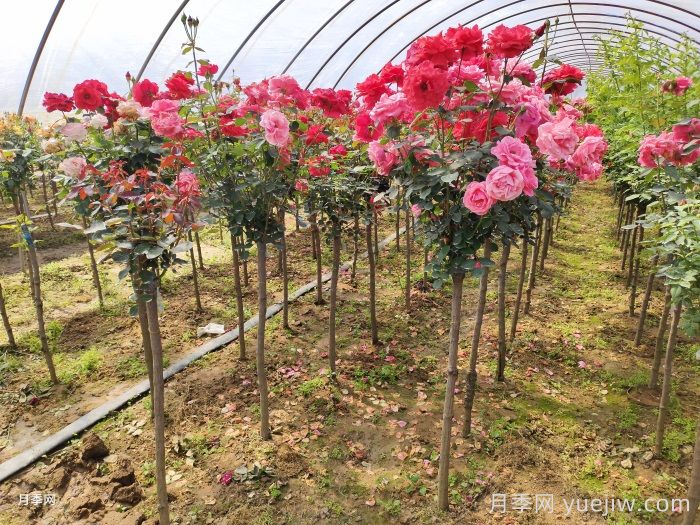 為什么買回家的月季沒多久就死了？該如何買苗？(圖1)