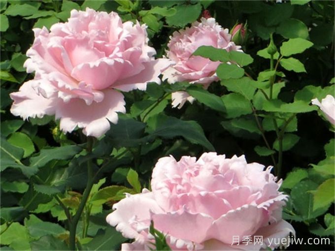 索菲羅莎月季推薦，獨特花瓣，美妙濃香(圖2)