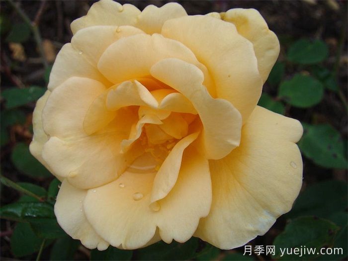 希林頓夫人月季，百年經(jīng)典灌木月季(圖1)