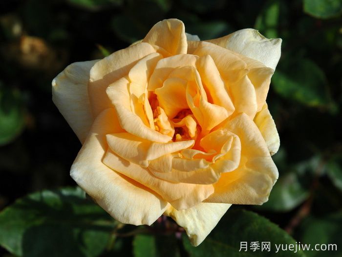希林頓夫人月季，百年經(jīng)典灌木月季(圖2)