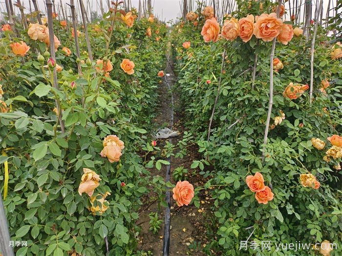 藤本夏洛特夫人月季的優(yōu)點和養(yǎng)護辦法(圖2)