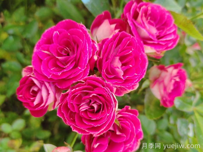 微型月季一年四季花開不斷，微型月季栽培手冊(圖2)