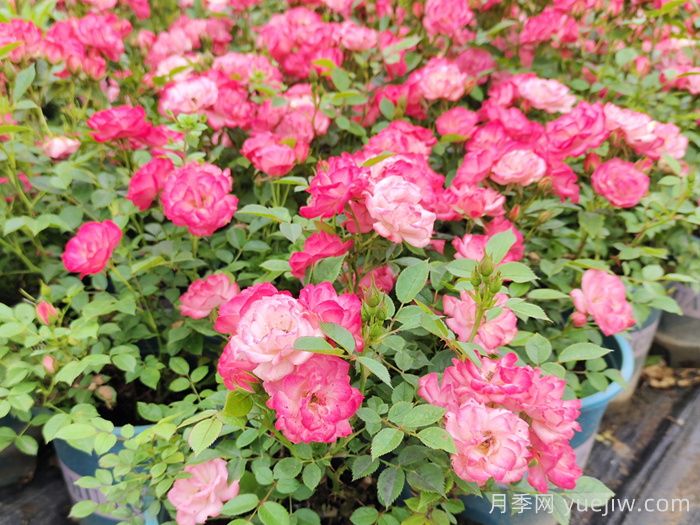 微型月季一年四季花開不斷，微型月季栽培手冊(圖3)
