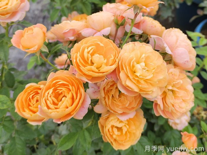 微型月季一年四季花開不斷，微型月季栽培手冊(圖1)