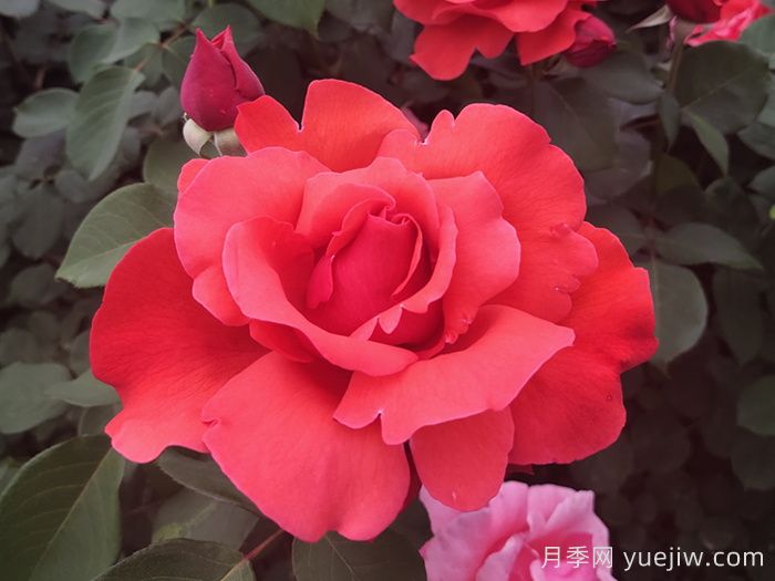 60種常見花卉植物匯總(圖1)