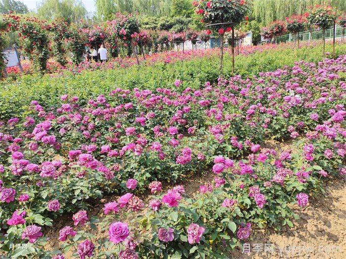 12種常見花境類型，你喜歡哪一種？(圖1)