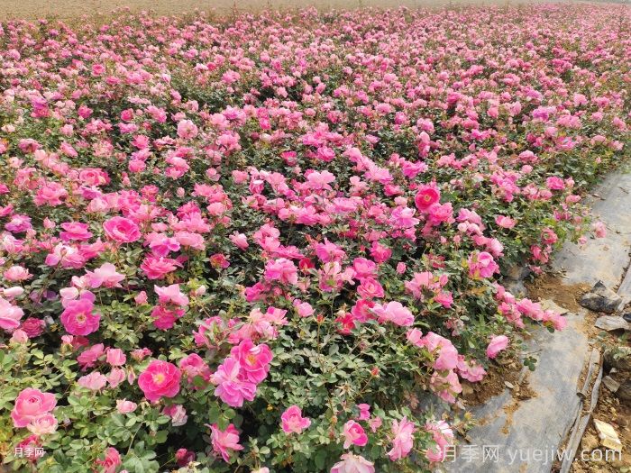 園林綠化怎樣搶救萎蔫的月季花？(圖1)